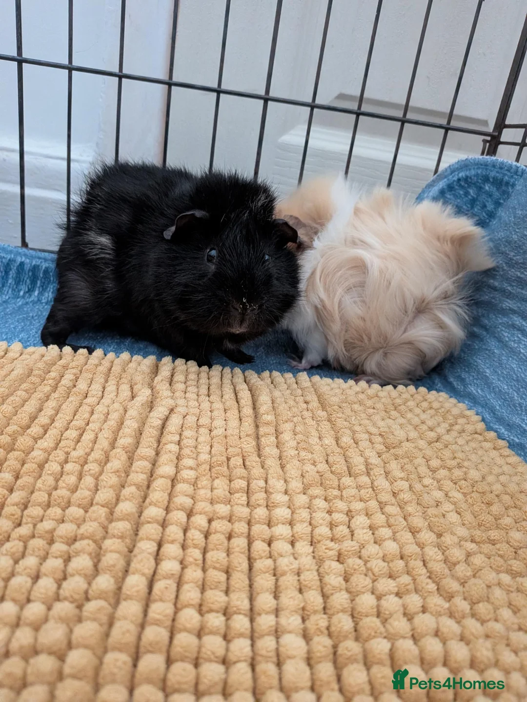 Guinea Pig rodents for sale: 2 male bonded guinea pigs  in Blackpool - Advert 3