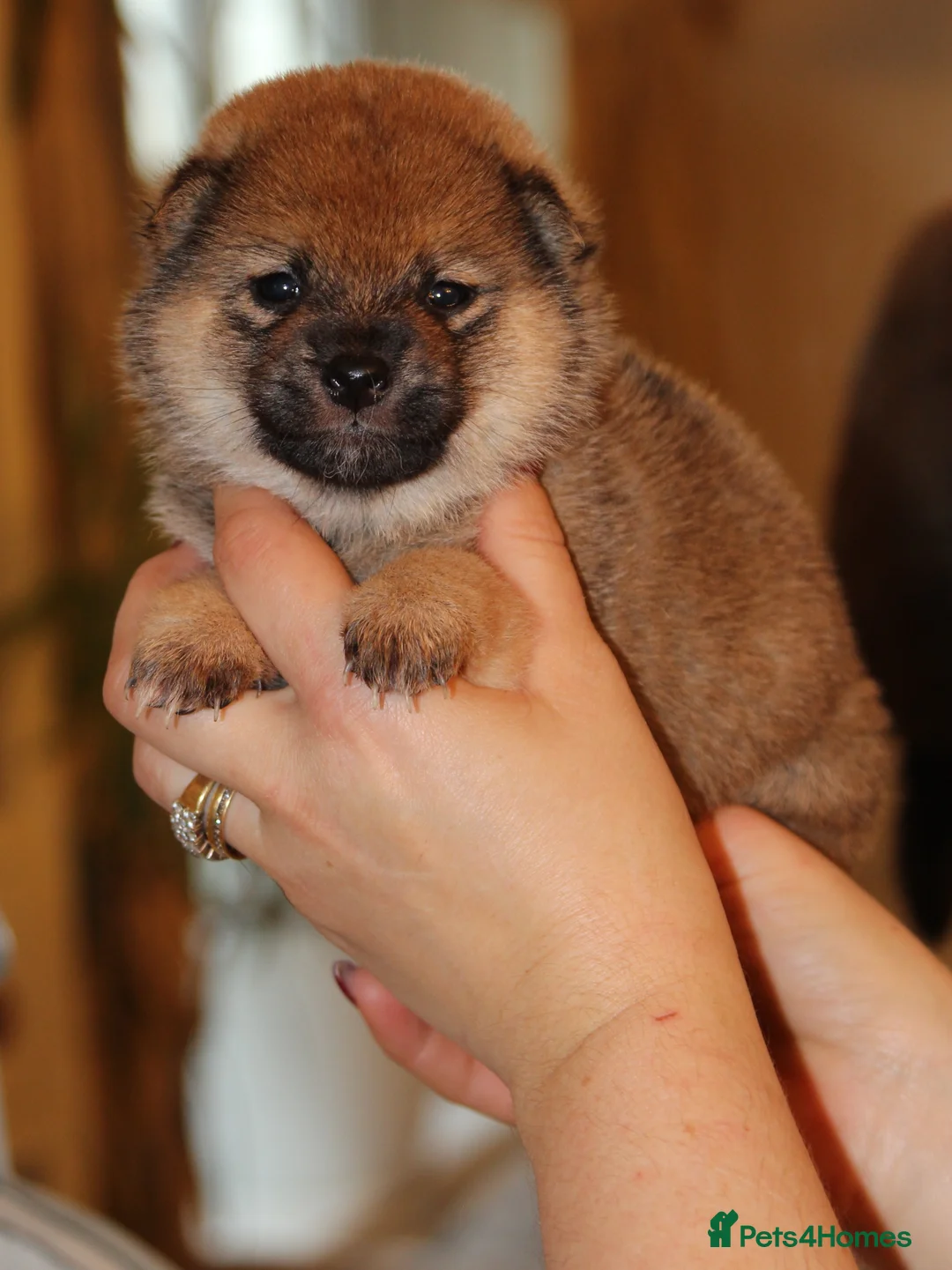 Japanese Shiba Inu dogs for sale: “KC Shiba Inu Puppies – Champion Bloodlines ❤️🏆” - Advert 6