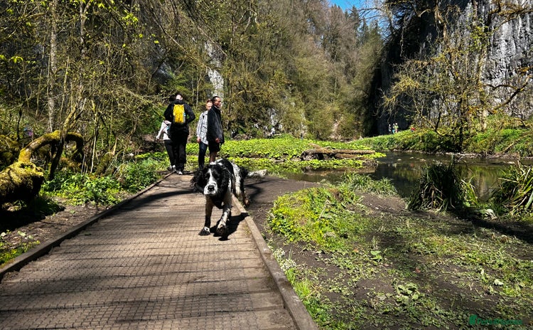 Cocker Spaniel dogs - Advert 6