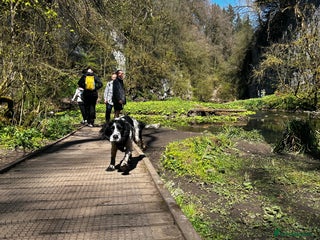 Cocker Spaniel dogs - Advert 15