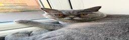 British Shorthair cats for sale: British shorthair girl - Advert 3