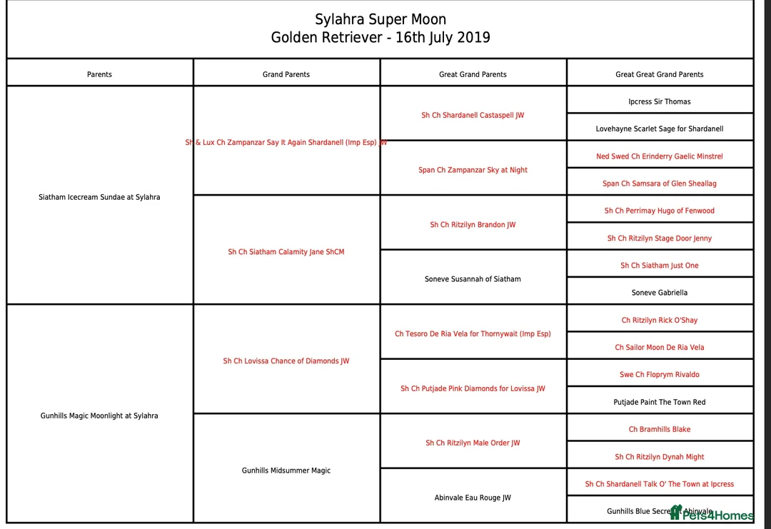 Golden Retriever dogs for stud: KC Reg, Health Tested, Crufts Qualified, Proven in Milton Keynes - Advert 2