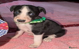 Mixed Breed dogs for sale: Saluki whippets  - Image 15