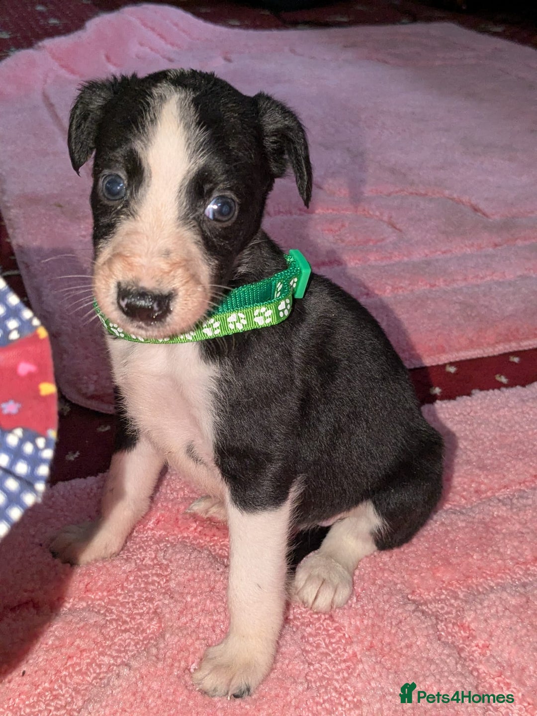Mixed Breed dogs for sale: Saluki whippets  - Image 15