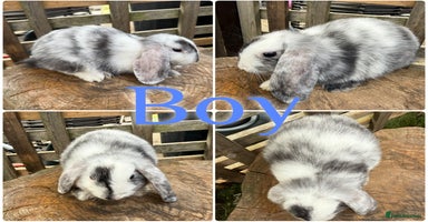 Mini Lop rabbits - Advert 13