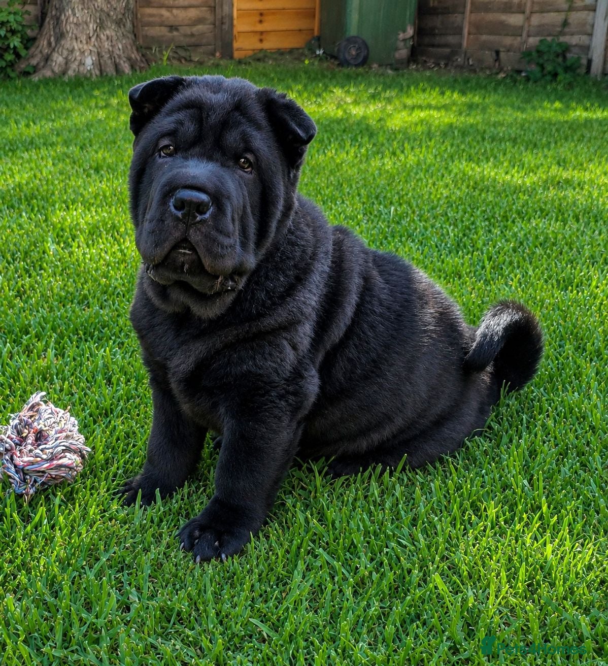 Mixed Breed dogs ChowPei Pups - Advert 10