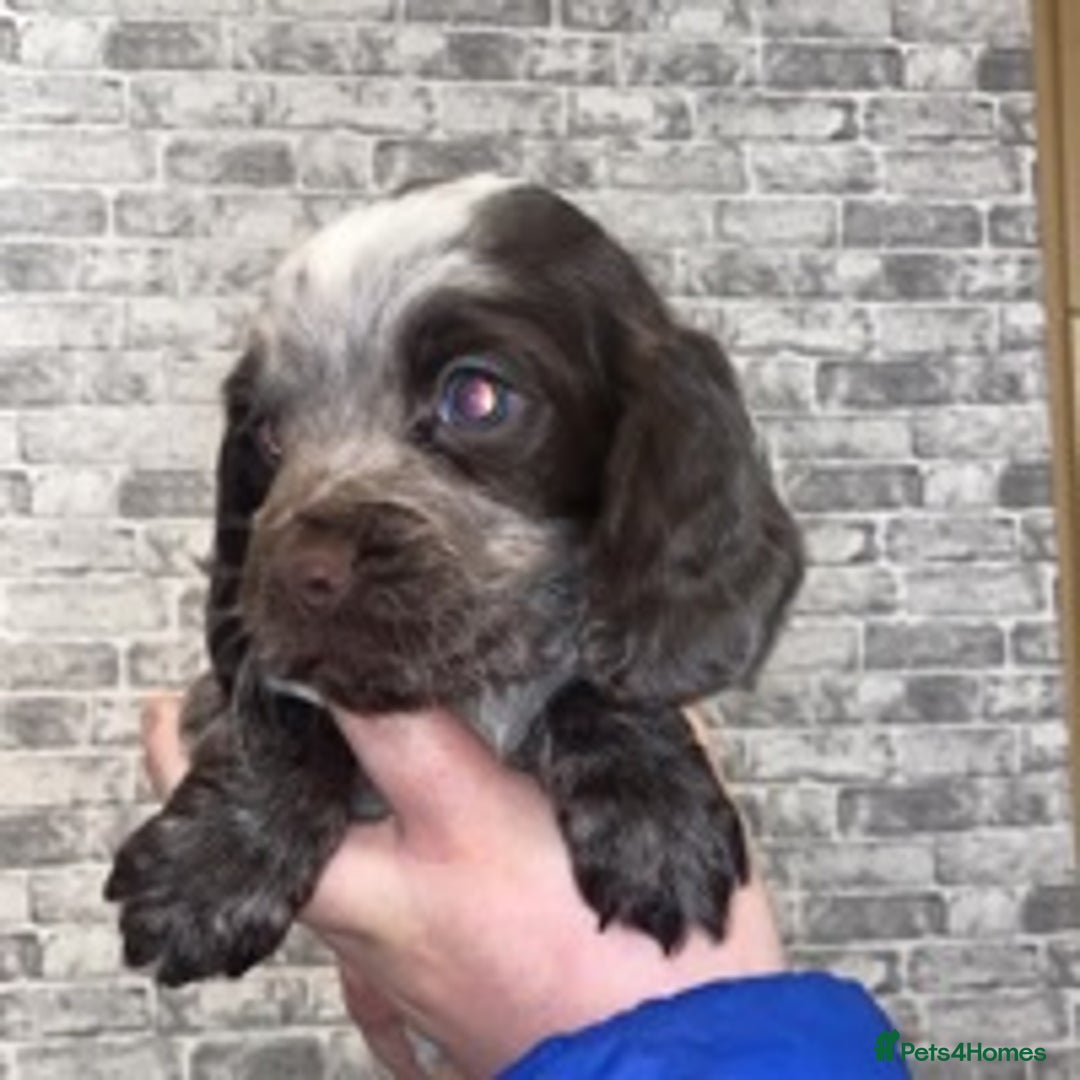 Cocker Spaniel dogs for stud: 🔥WORKING COCKER SPANIEL AT STUD🔥 in Gateshead - Advert 8