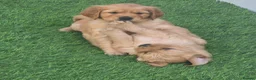 Golden Retriever dogs for sale: Lovely Golden Retriever Puppy's  - Advert 18