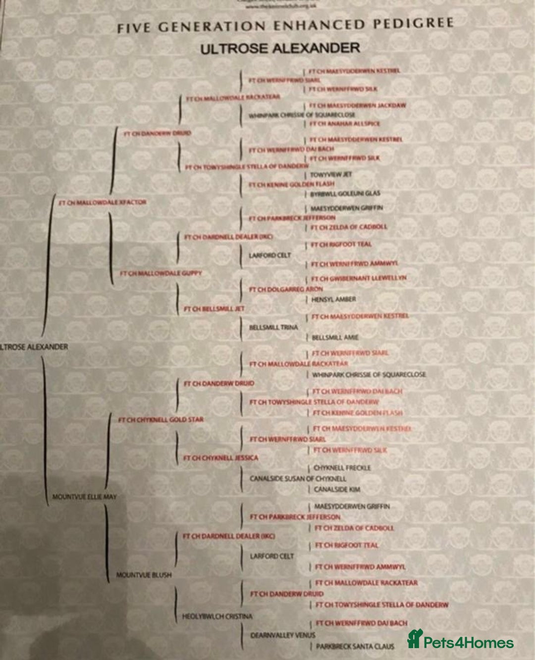 Cocker Spaniel dogs for stud: Handsome working cocker spaniel for stud!! - Advert 15