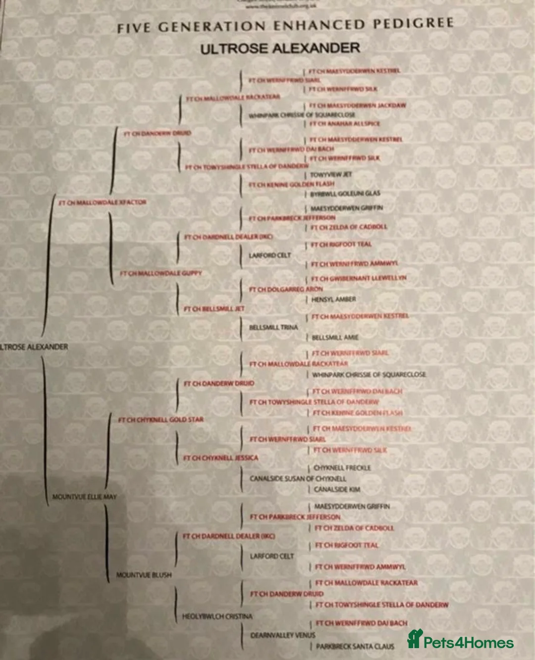 Cocker Spaniel dogs for stud: Handsome working cocker spaniel for stud!! - Advert 15