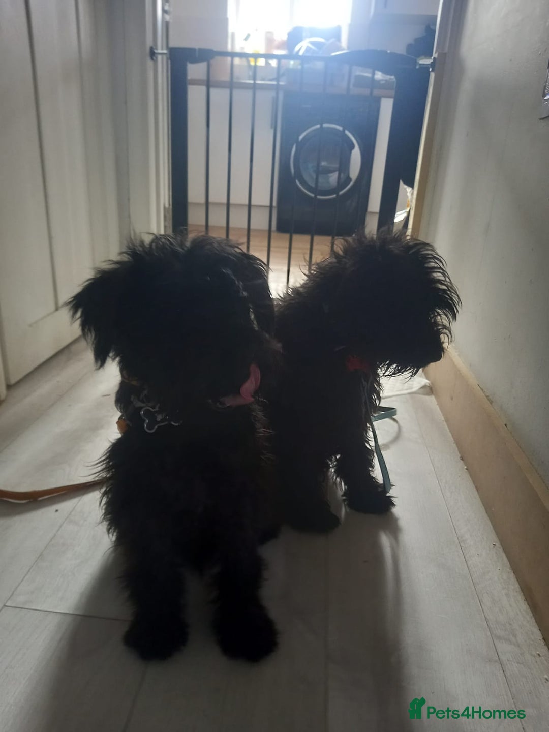 Miniature Schnauzer dogs for sale: Milo & Trent - Image 14