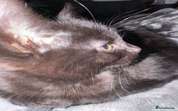 Mixed Breed cats for sale: Mixed-breed kittens looking for loving homes - Image 1
