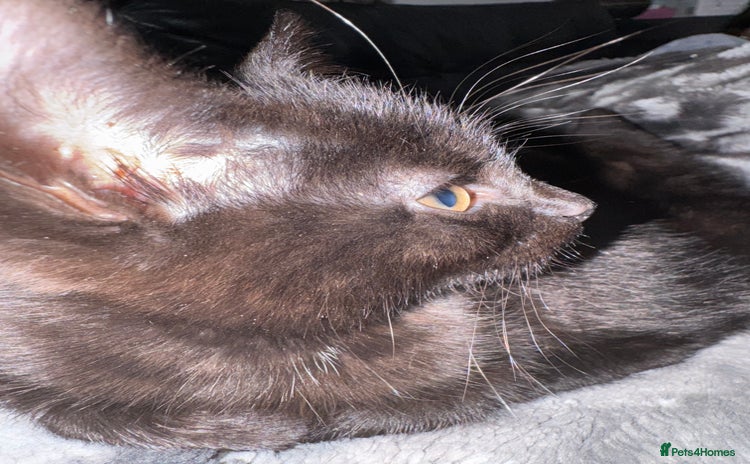 Mixed Breed cats for sale - Advert 1