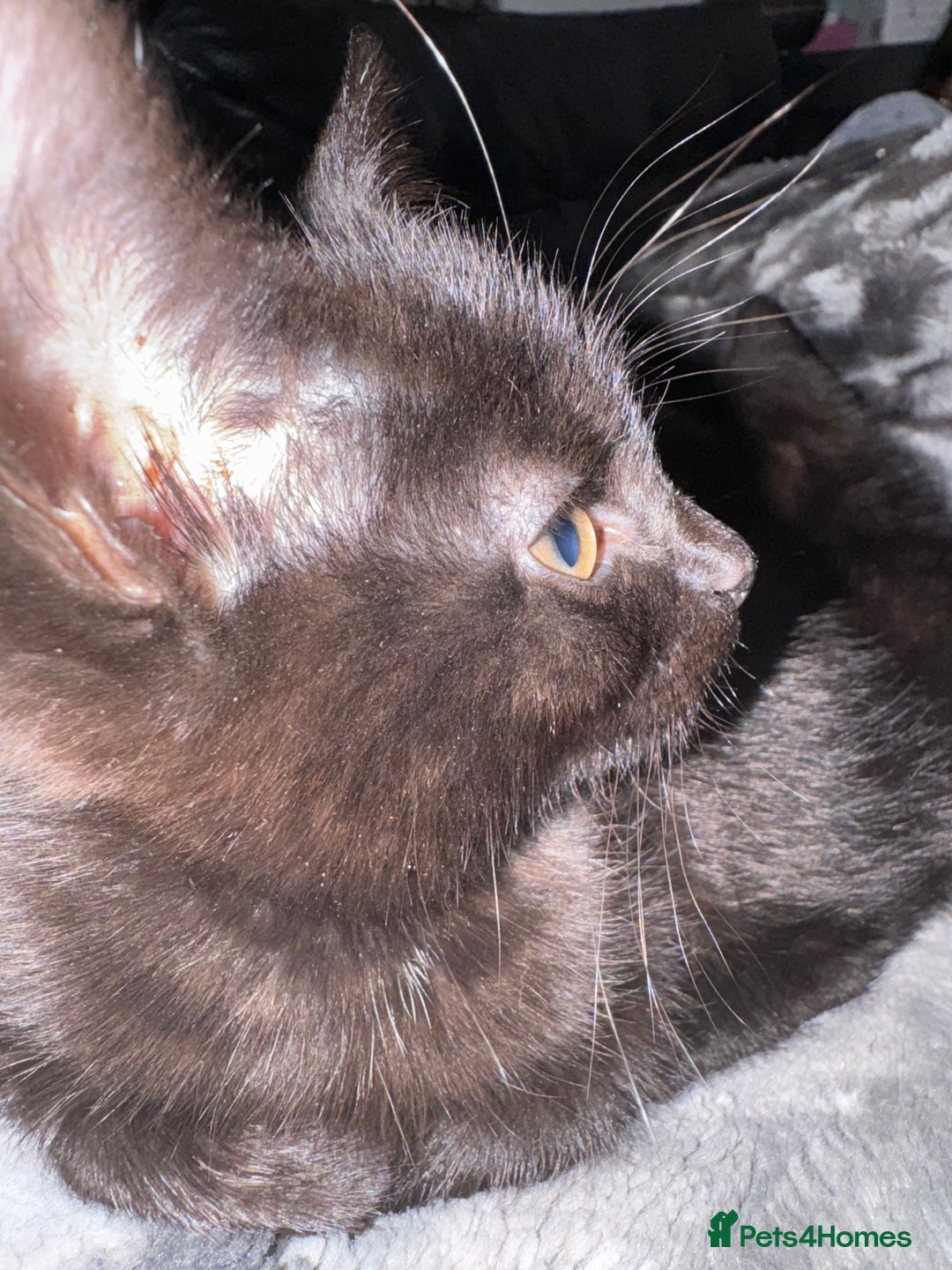 Mixed Breed cats for sale: Mixed-breed kittens looking for loving homes - Image 1