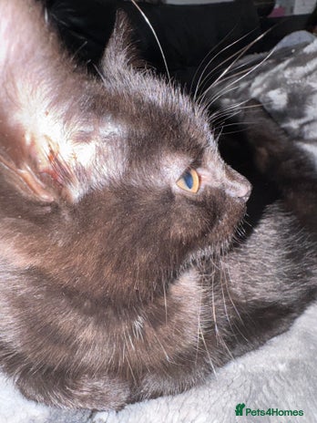 Mixed Breed cats - Advert 10