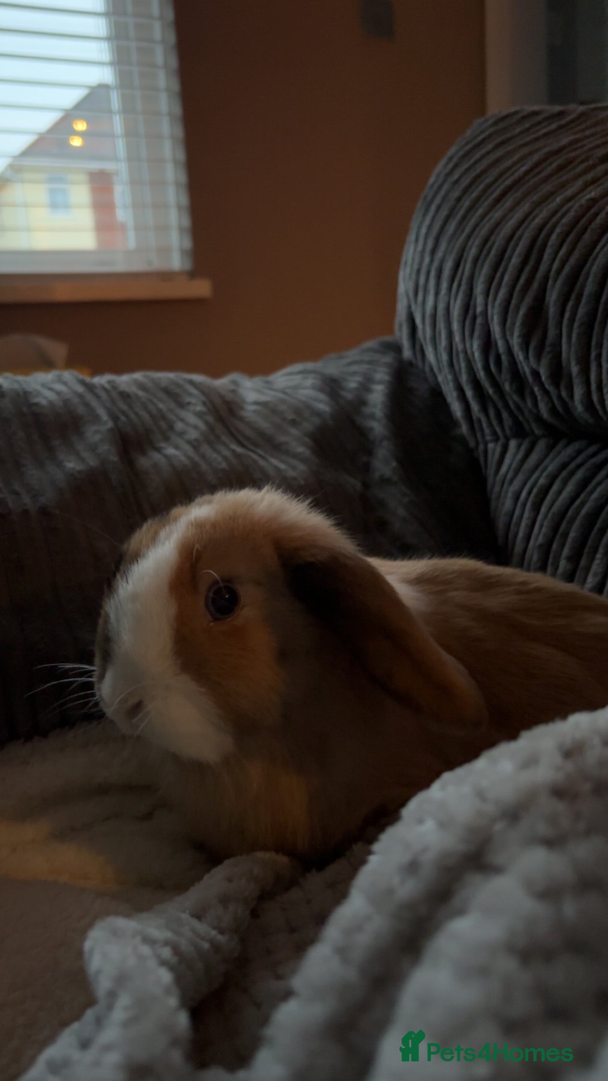 Mini Lop rabbits Female mini lop - Advert 15