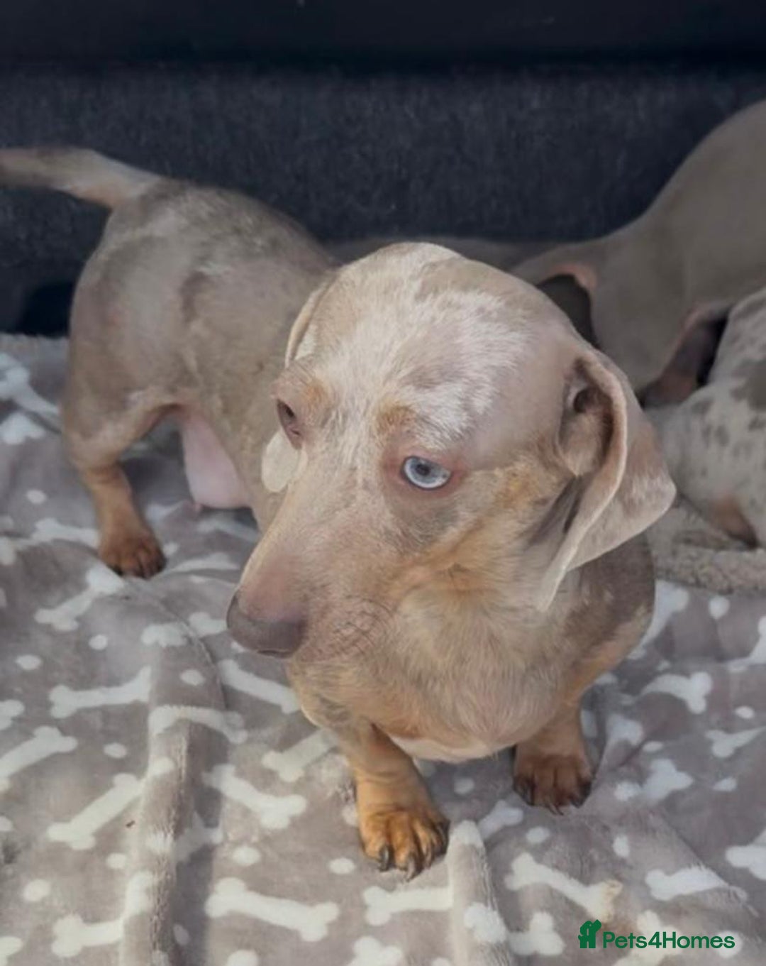 Miniature Dachshund dogs for sale: Miniature Dachshund Puppies  - Image 9