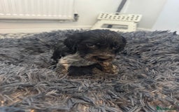 Cocker Spaniel dogs for sale: ⭐ STUNNING SHOW COCKER PUPPIES ⭐  - Image 4