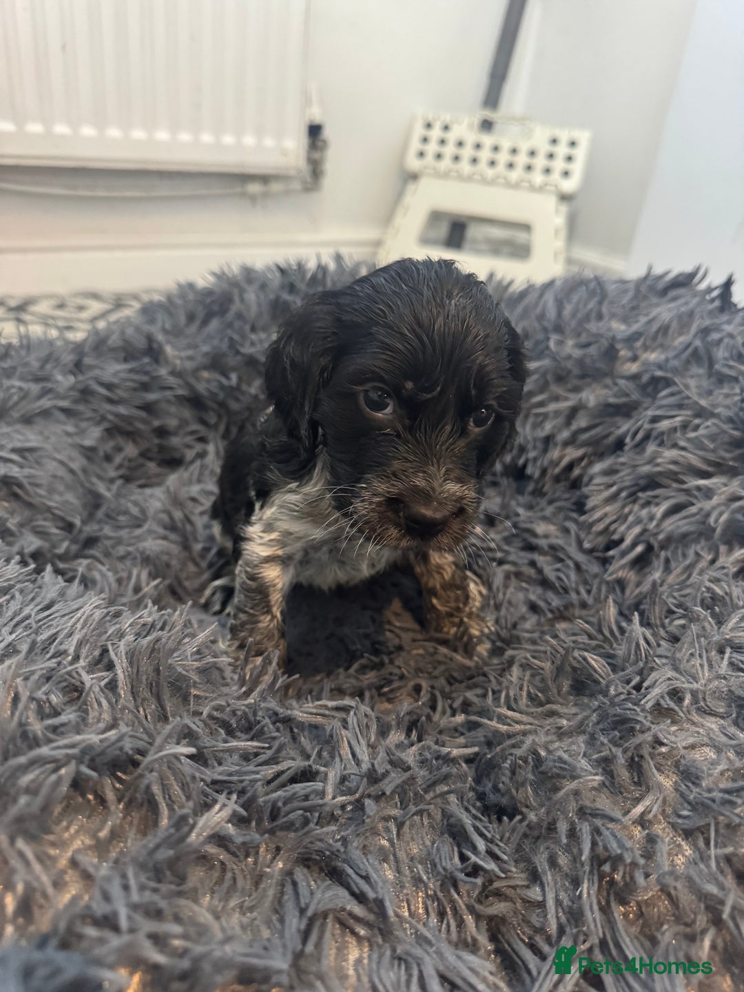 Cocker Spaniel dogs for sale: ⭐ STUNNING SHOW COCKER PUPPIES ⭐  - Image 4