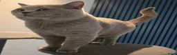 British Shorthair cats for stud: GCCF/TICA British Shorthair Stud - Advert 8