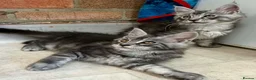 Maine Coon cats for sale: Maine coon kittens 🐱  in London - Advert 8