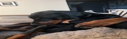 Dobermann dogs for sale: Diablo  - Advert 4