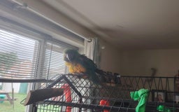 Macaws birds for sale: Hello my name is Charlie  - Image 5