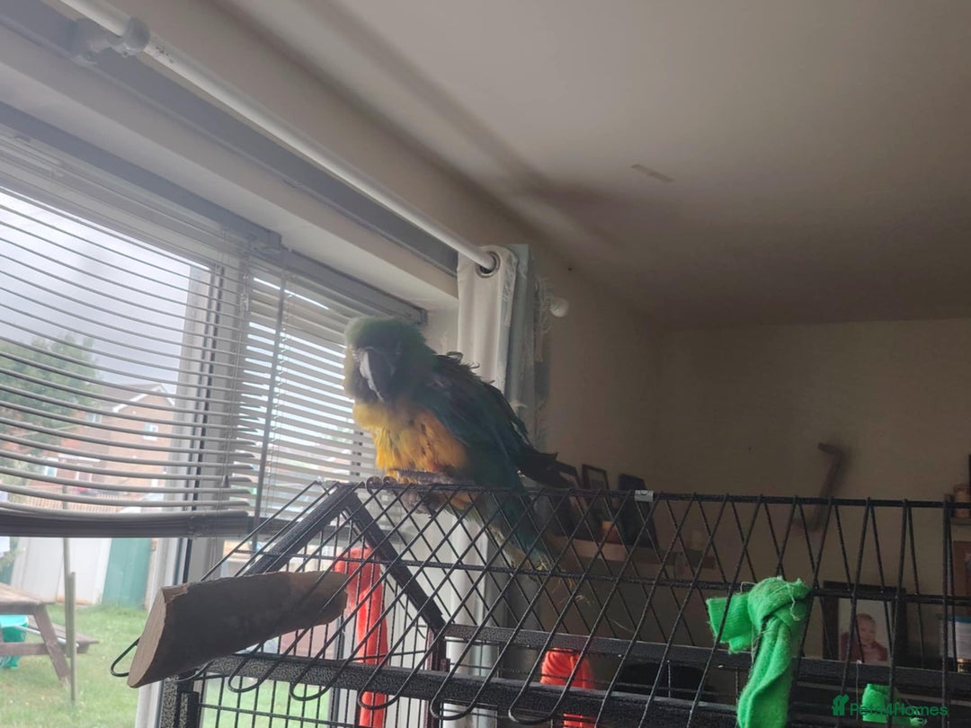 Macaws birds for sale: Hello my name is Charlie  - Image 5