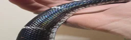 Snake reptiles for sale: Tri colour hognose snake  - Advert 3