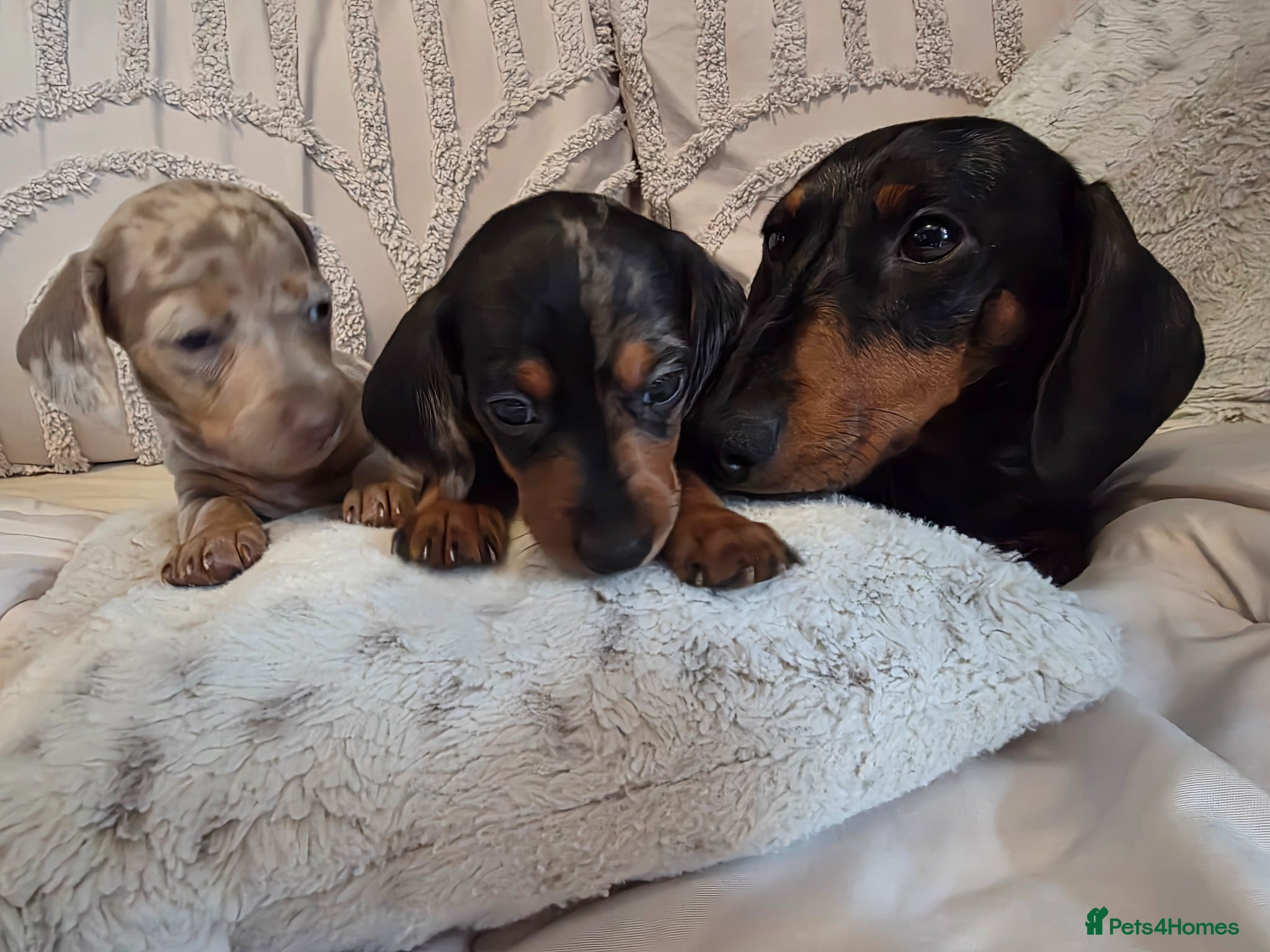 Miniature Dachshund dogs Miniature dachshund puppies x 4 - Advert 12