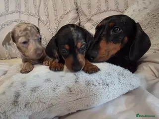 Miniature Dachshund dogs Miniature dachshund puppies x 4 - Advert 12