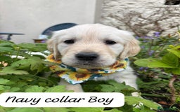 Golden Retriever dogs for sale: ❤️ Superb Litter of Golden Retriever Puppies ❤️ - Image 8