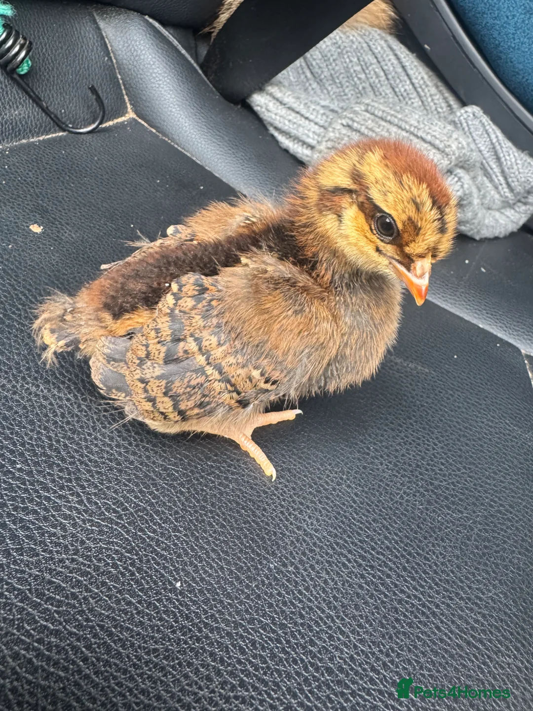 Chickens poultry for sale: Brahma and cream crested legbar chicks READY NOW - Advert 2