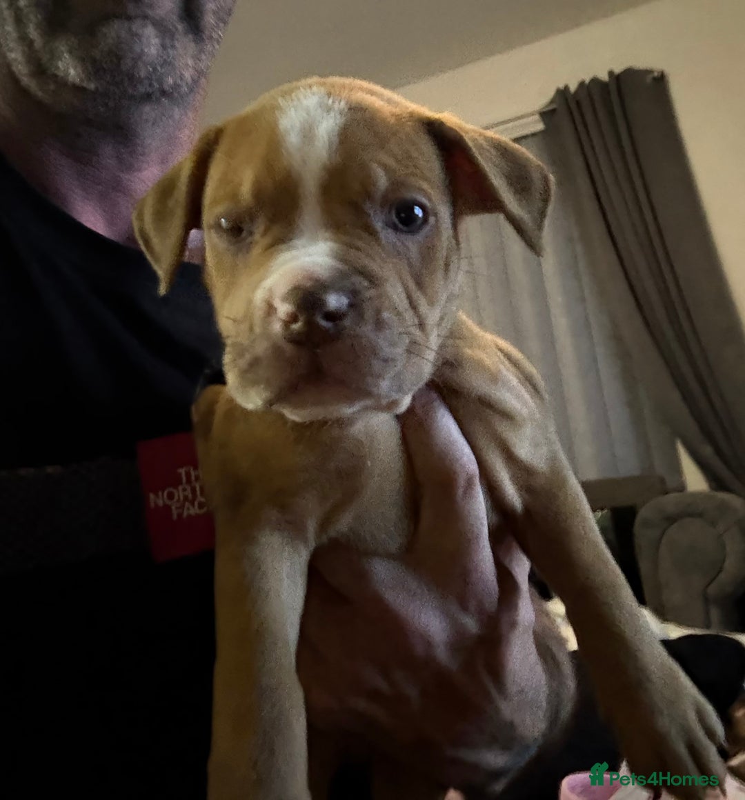Mixed Breed dogs for sale: Tri chocolate  Corso mixed - Image 35