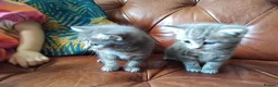 Domestic Shorthair cats for sale: Kittens for sale - Advert 4