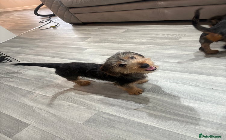 Mixed Breed dogs - Advert 10