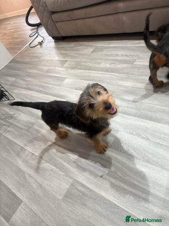 Mixed Breed dogs - Advert 10