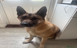Belgian Shepherd Dog dogs for sale: Raven  - Image 1