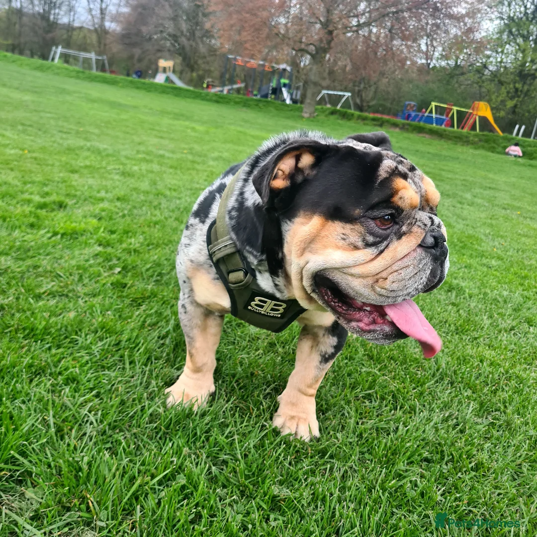 English Bulldog dogs for stud: Open for stud - proven producing fluffys.  in Leeds - Advert 5