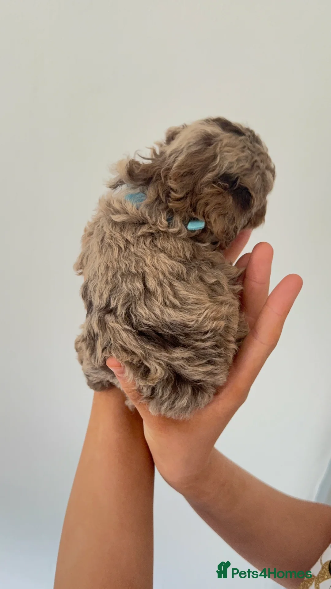 Cockapoo dogs for sale: Beautiful Cockapoos Merle/Chocolate in Buxton - Advert 2