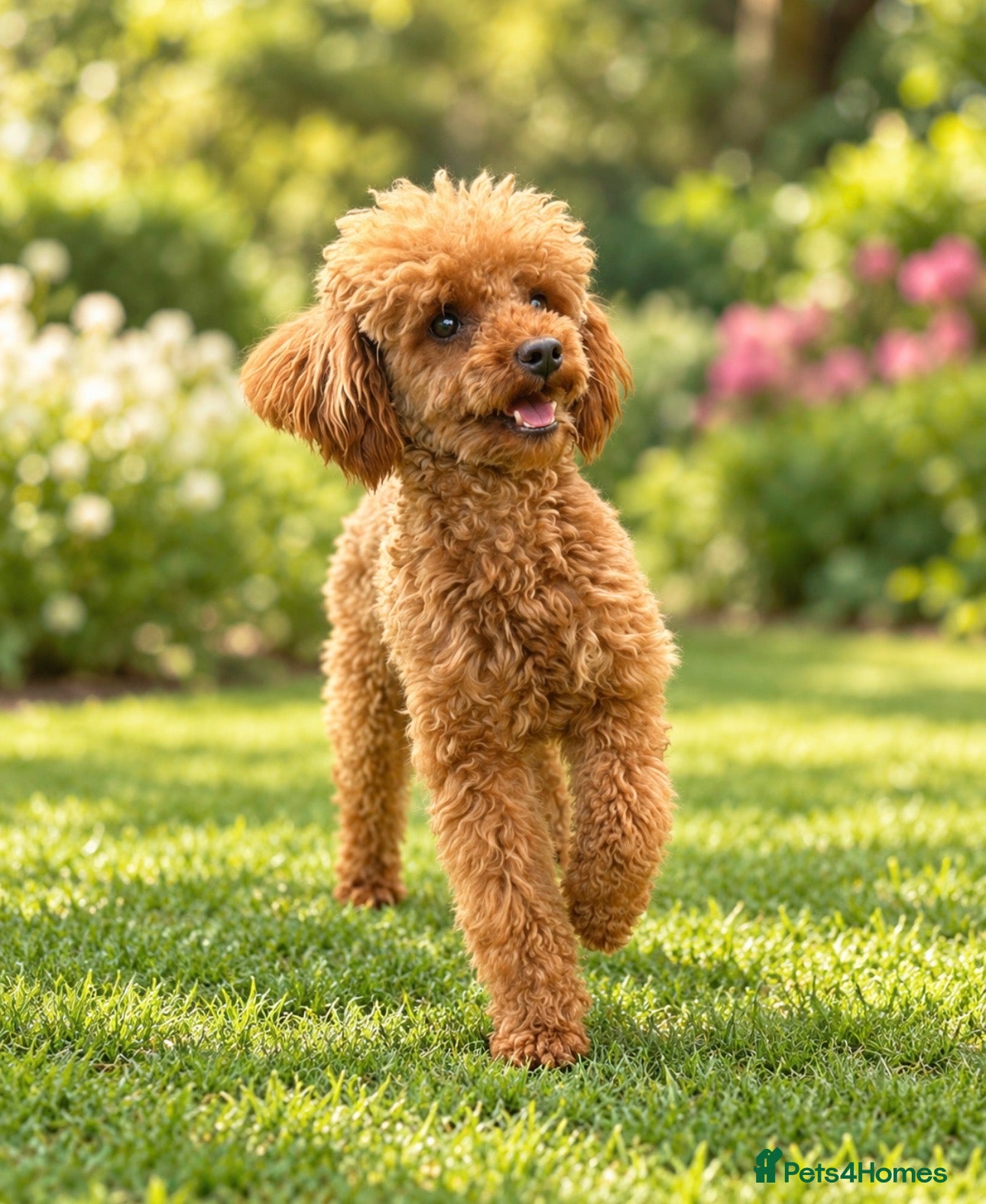 Toy Poodle dogs ✨ TINY TOY ✨ 2.5Kg✨KC ✨HEALTH TESTED ✨ - Advert 2
