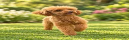 Toy Poodle dogs for stud: ✨ TINY TOY ✨ 2.5Kg✨KC ✨HEALTH TESTED ✨ - Advert 4
