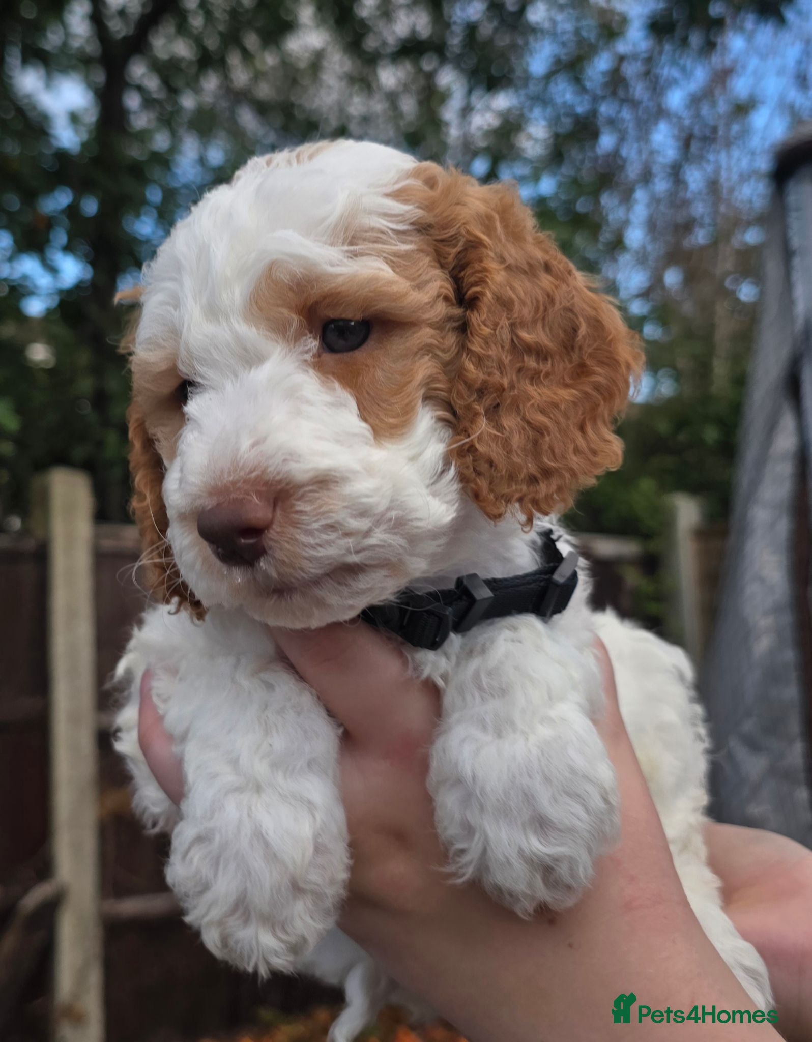 Cockapoo dogs Merles Blondes Apricots F2 Cockapoo Puppies  - Advert 2