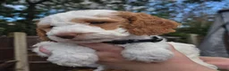 Cockapoo dogs for sale: Merles Blondes Apricots F2 Cockapoo Puppies  - Advert 2