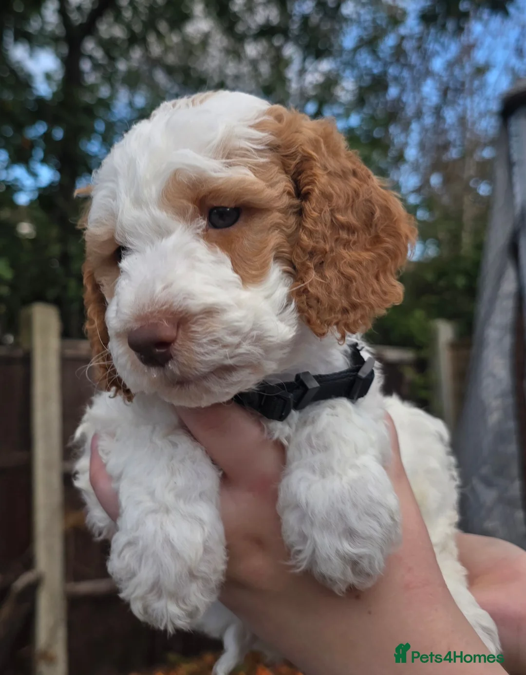 Cockapoo dogs for sale: Merles Blondes Apricots F2 Cockapoo Puppies  - Advert 2