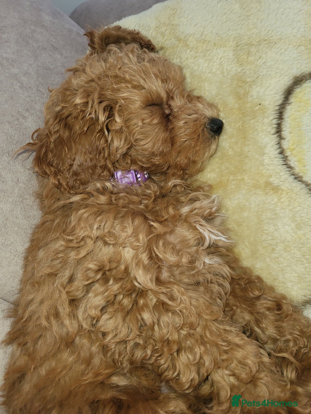 Maltipoo dogs for sale: Maltipoo  - Image 8