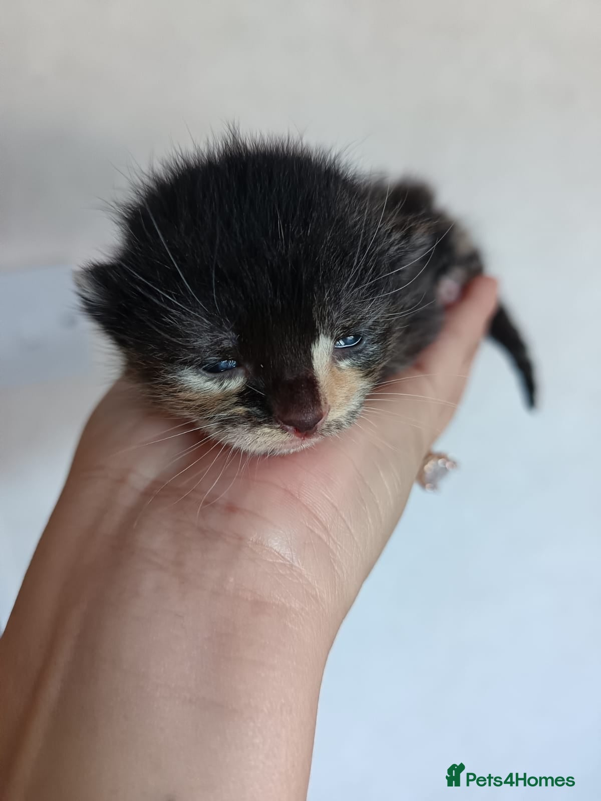 Mixed Breed cats 🐾 Kittens Looking for Loving Homes! 🐾 - Advert 14