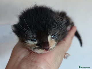 Mixed Breed cats 🐾 Kittens Looking for Loving Homes! 🐾 - Advert 1