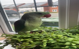 Parrots birds for sale: Alexandrine parrot  - Image 2