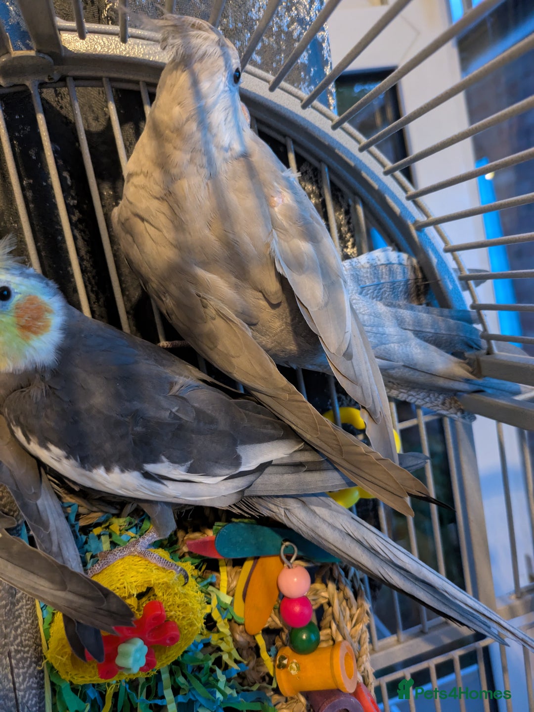 Cockatiels birds for sale: Stunning cocktails for sale - Image 3